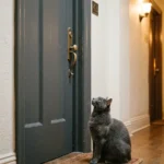 indoor cat escape risk — gray cat waiting near apartment front door 