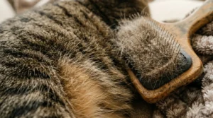 indoor cat year-round shedding — loose fur collected in brush bristles on apartment couch