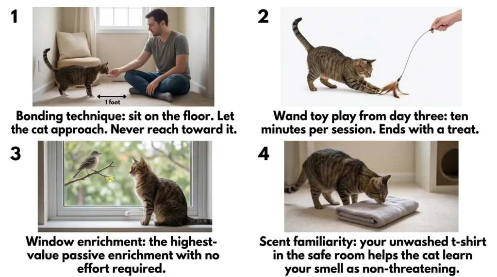 how to bond with new cat enrichment play — realistic infographic showing bonding techniques and enrichment setup for a new indoor cat 