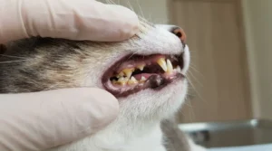 cat dental health neglect — a cat's open mouth showing tartar buildup on teeth from no dental care routine