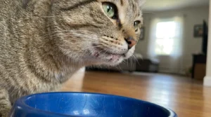 plastic bowl feline acne — a cat's chin showing acne-like irritation caused by bacteria in a scratched plastic food bowl