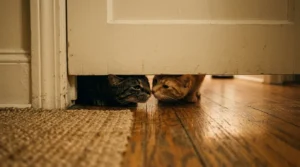 cats sniffing under door — two cat noses visible in the gap under an apartment interior door