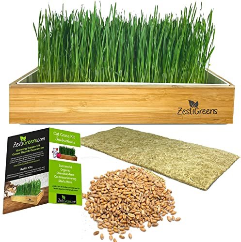 Self-Watering Cat Grass Kit - Grow Fresh, Living C